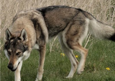 捷克狼犬缩略图