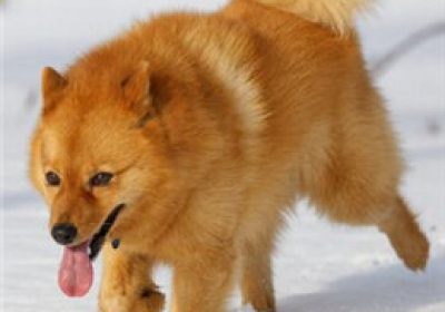 芬兰狐狸犬缩略图