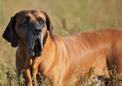 巴西菲勒犬缩略图