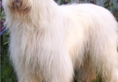俄罗斯南部牧羊犬缩略图