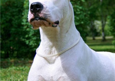 阿根廷杜高犬缩略图