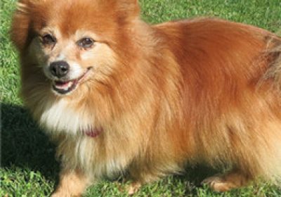 德国狐狸犬缩略图