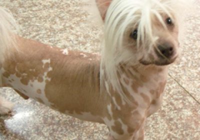 中国冠毛犬缩略图