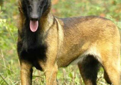 依比沙猎犬缩略图