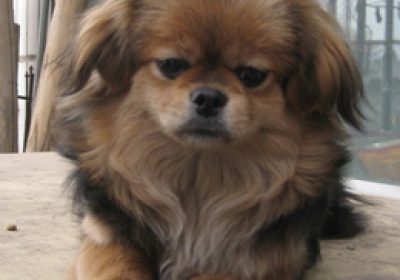 西藏猎犬缩略图