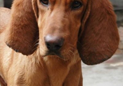 寻血猎犬缩略图