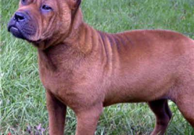 川东猎犬缩略图