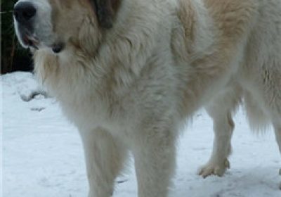 比利牛斯獒犬缩略图