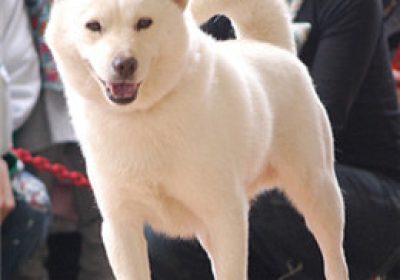 北海道犬缩略图