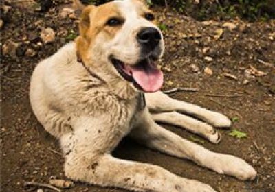 中亚牧羊犬缩略图