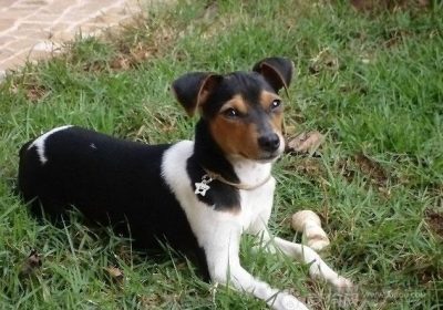 捕鼠梗犬缩略图