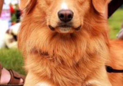 新斯科舍猎鸭寻猎犬缩略图