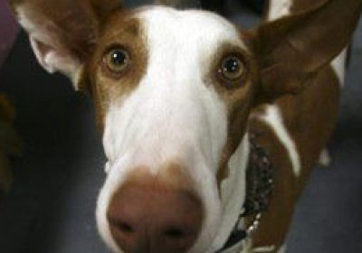 伊比赞猎犬缩略图
