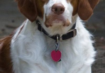 布列塔尼犬缩略图