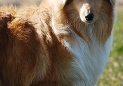 柯利犬缩略图