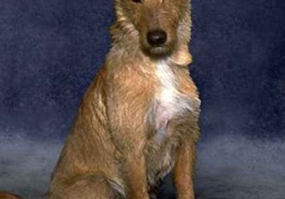 葡萄牙波登可犬缩略图