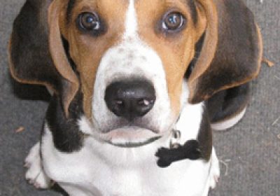 树丛浣熊猎犬缩略图