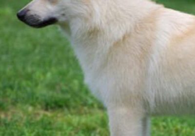 挪威布哈德犬缩略图