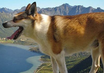 挪威伦德猎犬缩略图