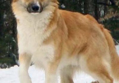 冰岛牧羊犬缩略图