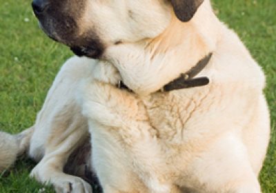 安纳托利亚牧羊犬缩略图