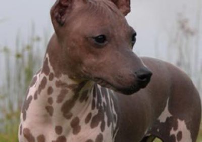 墨西哥无毛犬缩略图