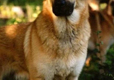 奇努克犬缩略图