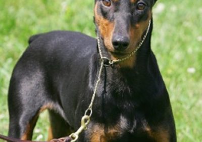 德国宾莎犬缩略图