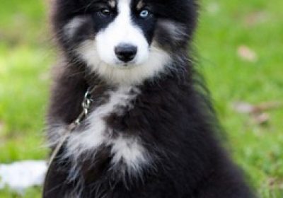 芬兰拉普猎犬缩略图