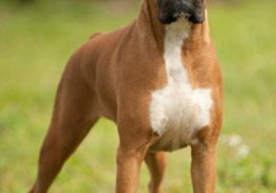 拳狮犬缩略图