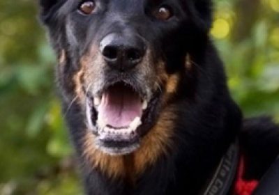 法国狼犬缩略图