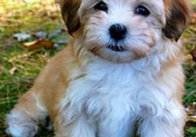 哈瓦那犬缩略图