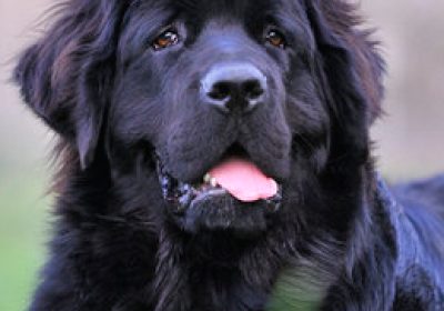 纽芬兰犬缩略图
