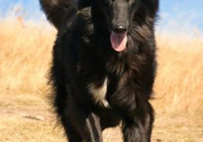 比利时牧羊犬缩略图