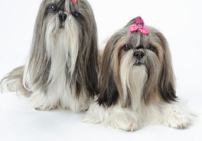 西施犬缩略图