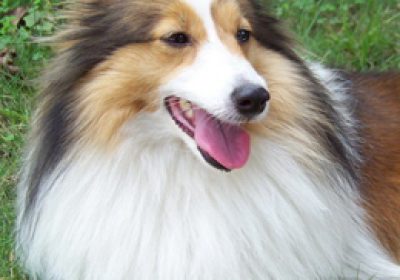 喜乐蒂牧羊犬缩略图