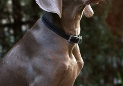 魏玛犬缩略图