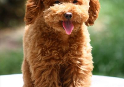 泰迪犬缩略图