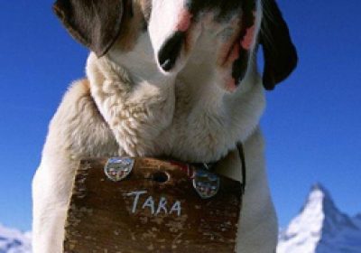 圣伯纳犬缩略图
