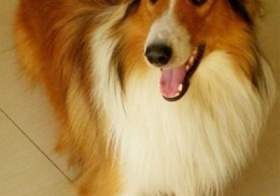 苏格兰牧羊犬缩略图