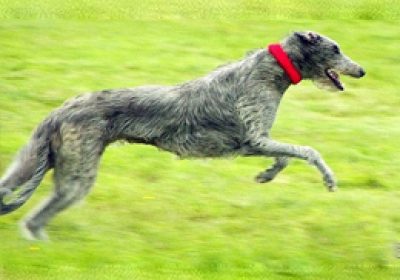 苏格兰猎鹿犬缩略图