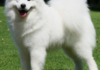 萨摩耶犬缩略图