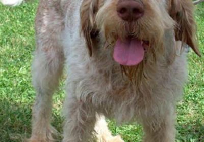 史毕诺犬缩略图