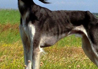 萨路基猎犬缩略图
