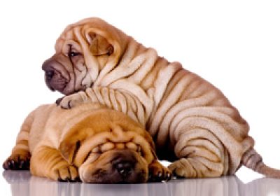 中国沙皮犬缩略图