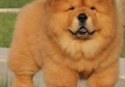 松狮犬缩略图