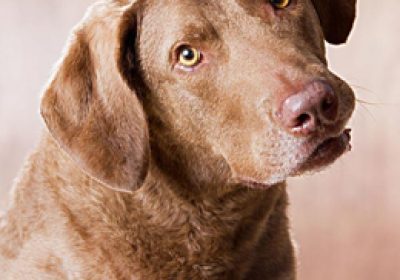 乞沙比克猎犬缩略图