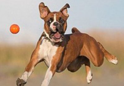 拳师犬缩略图
