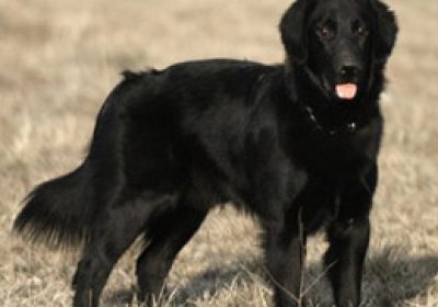平毛寻回犬缩略图