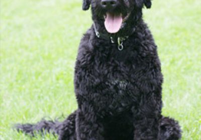葡萄牙水犬缩略图